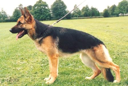 Dana von der Herderskring | German Shepherd Dog 