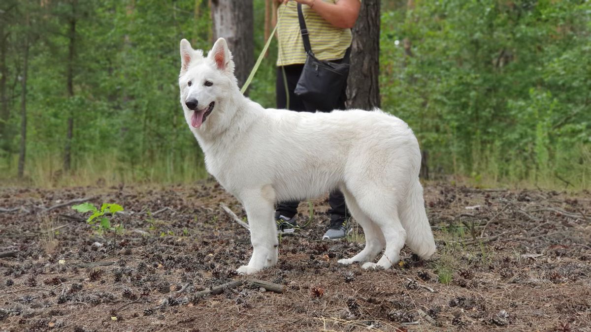 Jasmine Blizzard | White Swiss Shepherd Dog 