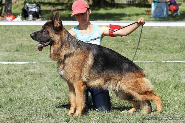 ?????? ?? ???? ?????????? | German Shepherd Dog 