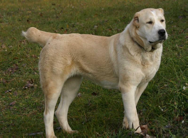 Lokma iz Klovi | Central Asian Shepherd Dog 