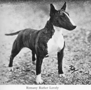 Romany Rather Lovely | Bull Terrier 