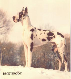 BMW Brody | Great Dane 
