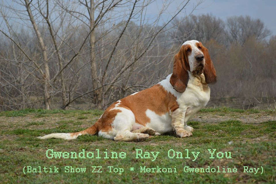 Gwendoline Ray Only You | Basset Hound 