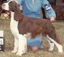 Willowbank's Trendsetter | English Springer Spaniel 