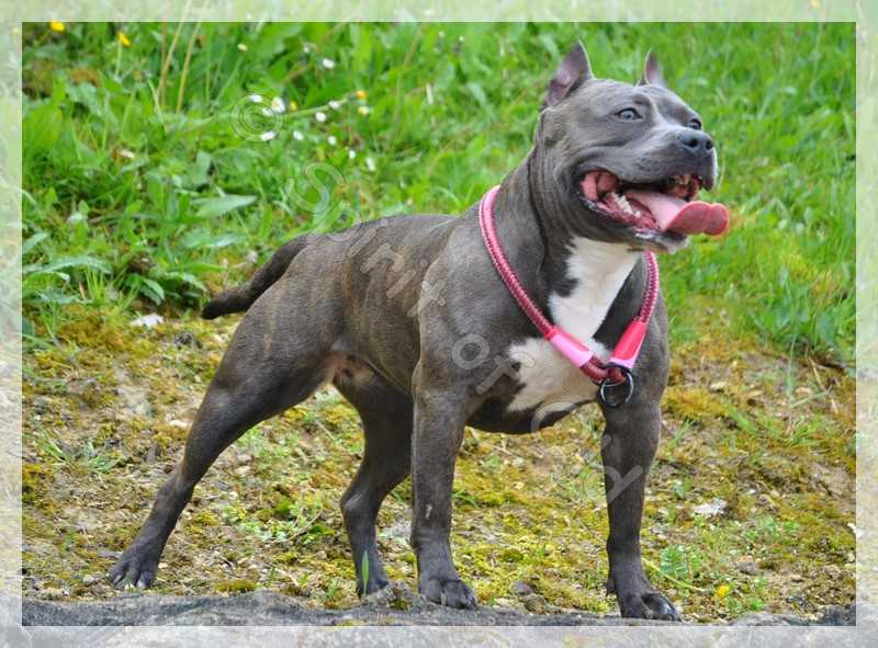 jorka | American Staffordshire Terrier 