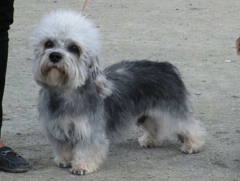 Zimyrs Bam Bam | Dandie Dinmont Terrier 