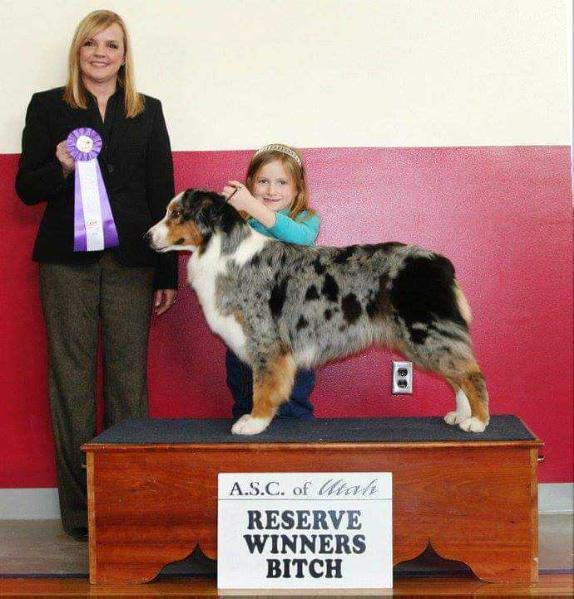 Sweet Addictions Of Prestige | Australian Shepherd 