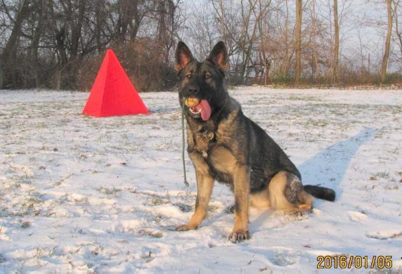 Isis Karsang | German Shepherd Dog 