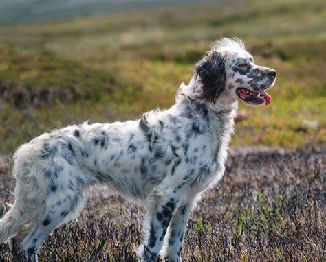 English Setter