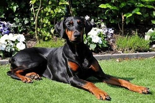 Senna v.d. Agustvona | Black Doberman Pinscher