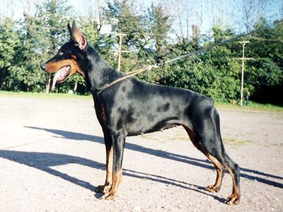 Grand Avelen Estrella | Black Doberman Pinscher