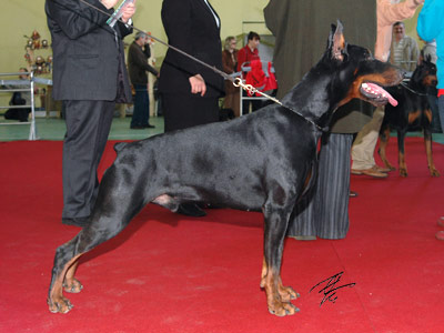 Ironwood A'Briz Antario | Black Doberman Pinscher