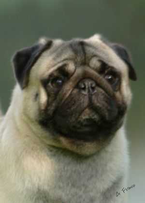 VOLPI. BR ART DECO | Pug 