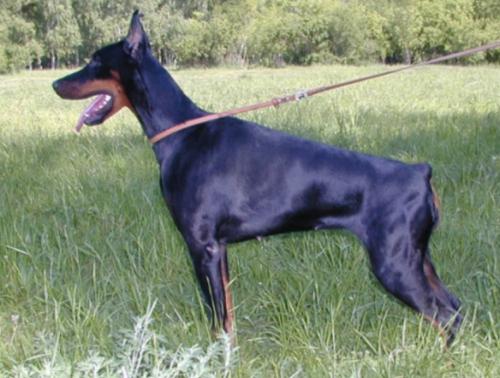 Graphic Line Maria Magdalena | Black Doberman Pinscher