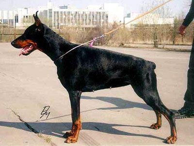 Nestle Malin Ortans | Black Doberman Pinscher