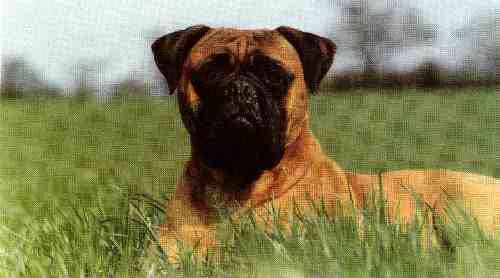 MAXSTOKE BASSEY | Bullmastiff 