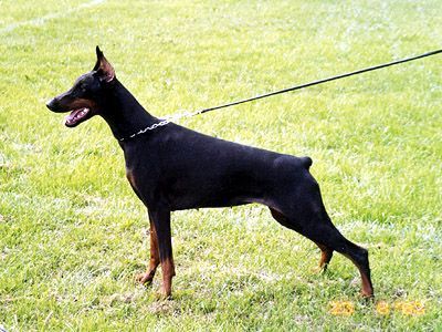 Rivera Reni iz Kroolevstva D'Alba | Black Doberman Pinscher