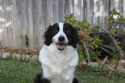 Svaha | Border Collie 