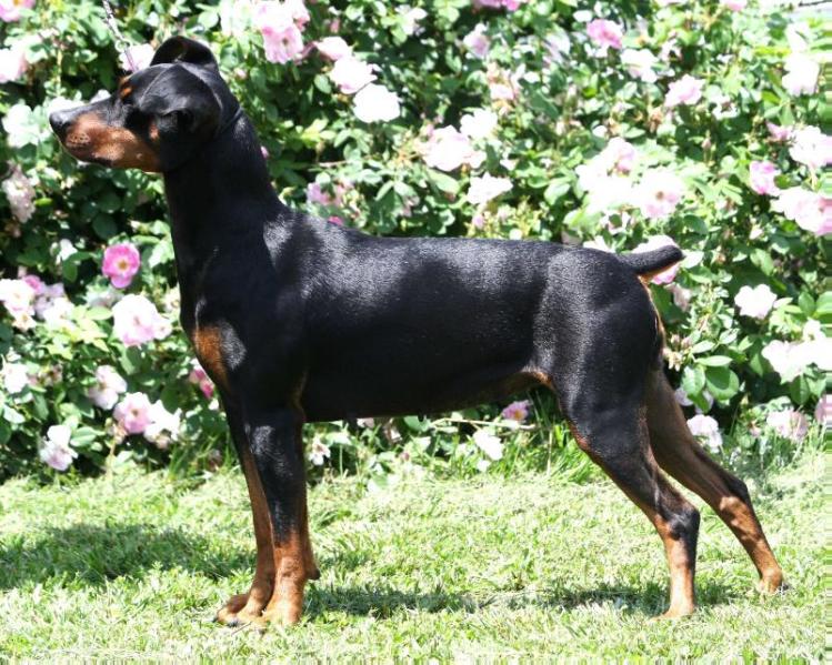 Nevars Jalila | German Pinscher 