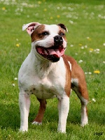 Staffjoys Hot Pursuit | Staffordshire Bull Terrier 