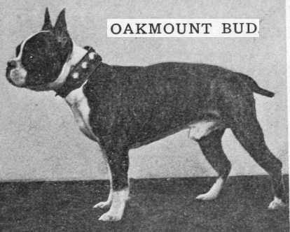 Oakmount Bud | Boston Terrier 