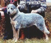 Turrella Blue Stetson | Australian Cattle Dog 