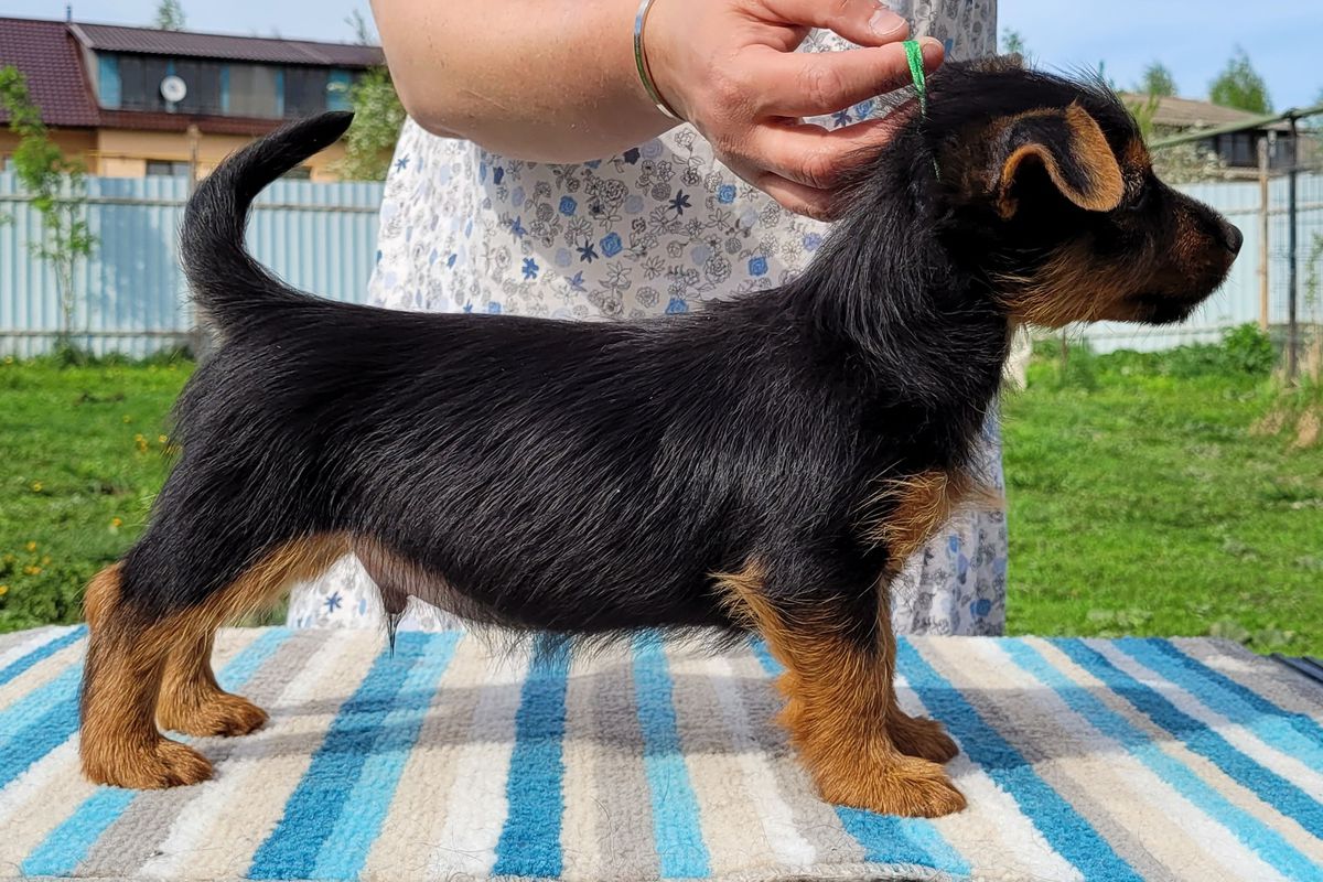 YAKOGOR EURIAL | Australian Terrier 