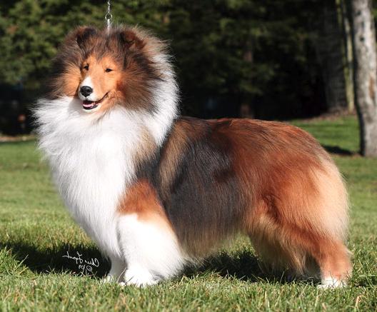 PaRay's Cirque Du Soleil | Shetland Sheepdog 