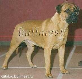 bull strong | Bullmastiff 