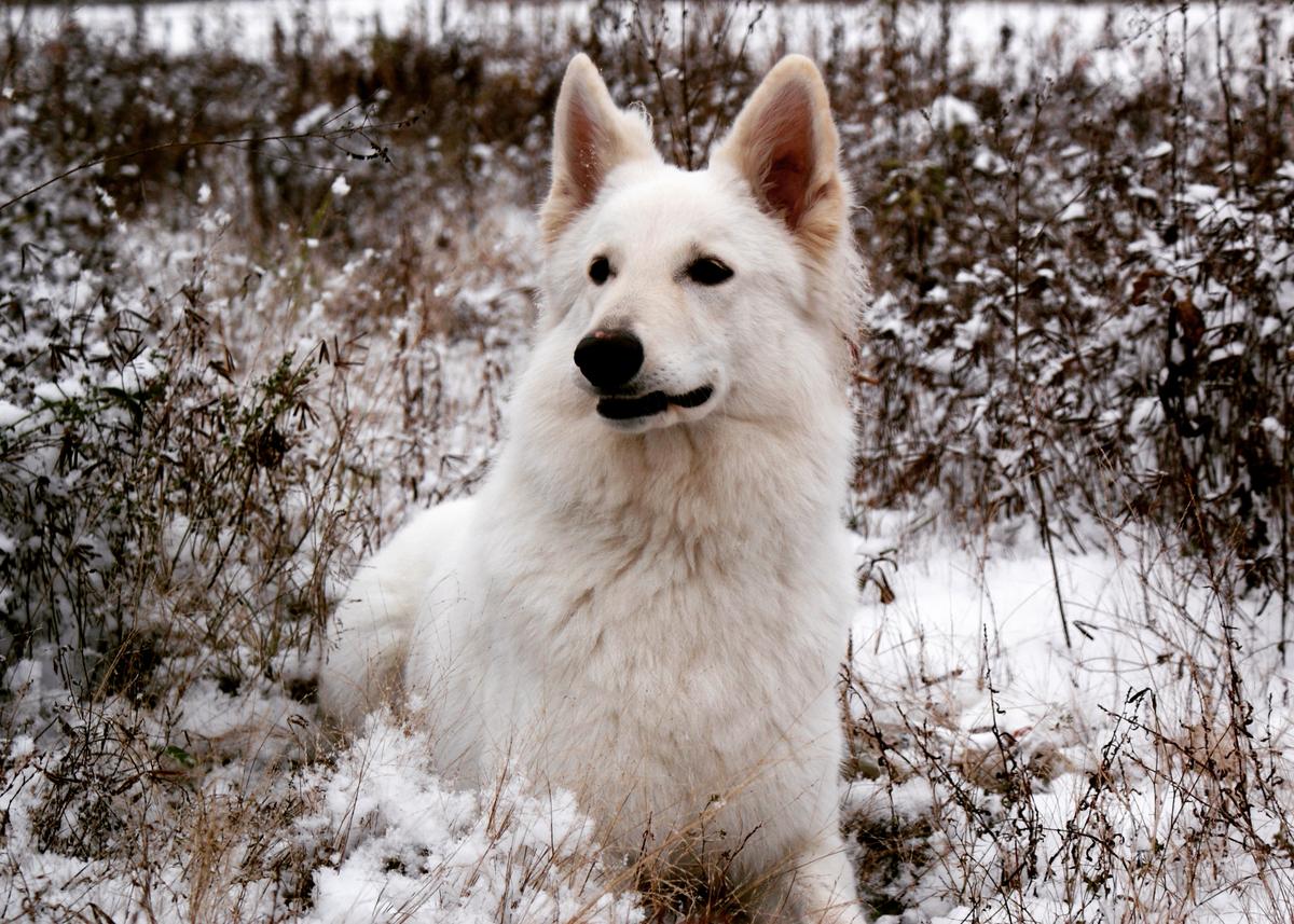 Mitylene White Euphoria FCI | White Swiss Shepherd Dog 