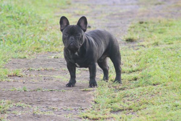 El Ragnar Lothbrok De Rey Astur | French Bulldog 