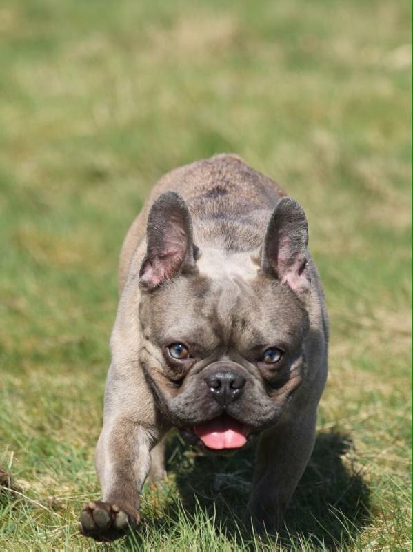 Hugo Boss vom Westerwald | French Bulldog 