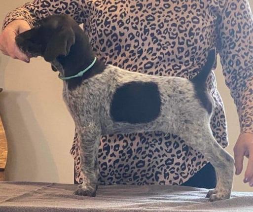 FairHill's The Ozzman Cometh | German Shorthaired Pointer 