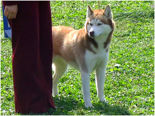 Yamaika S Goluboy Zvezdy | Siberian Husky 