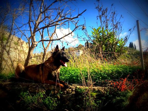 SHTURM Forward Ukraine | Belgian Malinois  SHTURM Forward Ukraine | Belgian Malinois