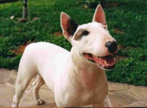 Shitara bullsarah city bulls | Bull Terrier 