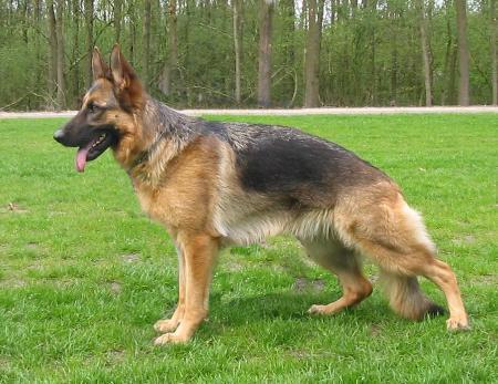 Maybe v. Bellosca | German Shepherd Dog 