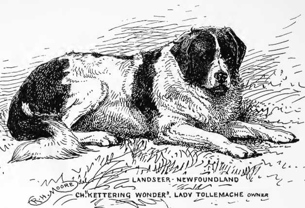 Kettering Wonder [Lady Tollemache's] | Newfoundland 