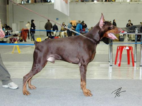 Rossiiskiy Kolorit Pirs Platinum Prado | Brown Doberman Pinscher