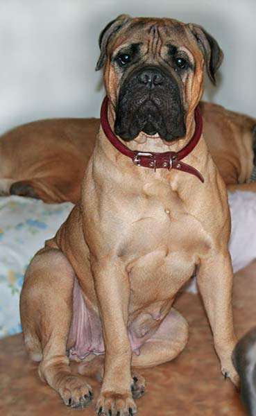 Grand Canis GEMERA | Bullmastiff 