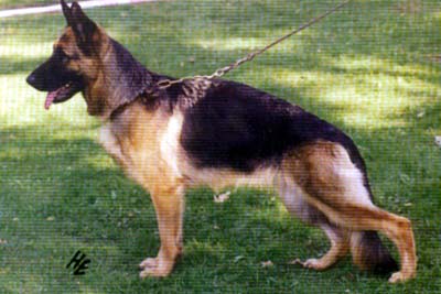 Anni von Arlett | German Shepherd Dog 