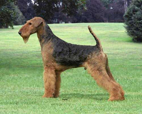 Coldstream Traymar Medicine Man | Airedale Terrier 