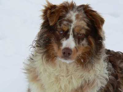 Spinoff Cry Me A River | Australian Shepherd 