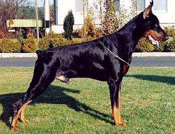 Nino Iz Zoosfery | Black Doberman Pinscher