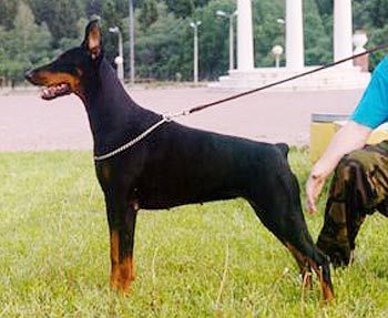 Jurana iz Zoosfery | Black Doberman Pinscher