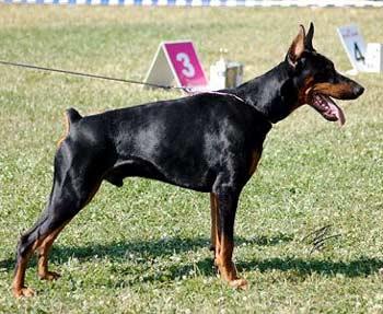 Jagrhart Iz Zoosfery | Black Doberman Pinscher