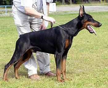 Jariy Iz Zoosfery | Black Doberman Pinscher