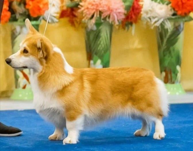 Be my Lucky Givenchy | Pembroke Welsh Corgi 