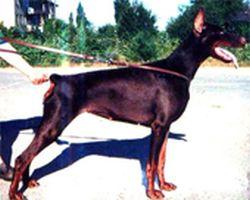 Tsunami Iz Zoosfery | Brown Doberman Pinscher