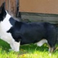 Ethan from the wonderful oz | Cardigan Welsh Corgi 